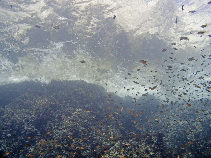 Underwater Scene, Southwest Pinnacle